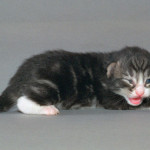 midlands
w.schroeder