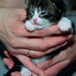 midlands
w.schroeder