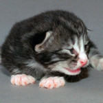 midlands
w.schroeder