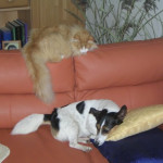 SANYO DIGITAL CAMERA