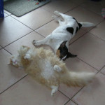 SANYO DIGITAL CAMERA